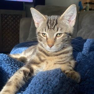 Meet your Posher, Ansley